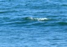 【速報】海で溺れ１５歳高校生死亡　海水浴場近くの岩場　直後に救助も　千葉・館山