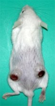 安全性確認に不可欠　数段階テストし実用化　抗がん剤開発におけるマウスモデルの役割　千葉県がんセンター研究所実験動物研究部長　若林雄一　【９月はがん征圧月間　ちば　がんにうち克つ】（１５）