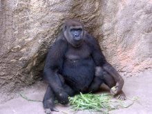 ニシゴリラ「モモカ」仲間入り　１０月８日、千葉市動物公園　繁殖目指し上野動物園から
