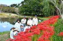 緑地彩る深紅の４万本　ヒガンバナ咲き誇る　香取