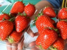 ２０２５～２６年　千葉県内年末年始ガイド・いちご狩り