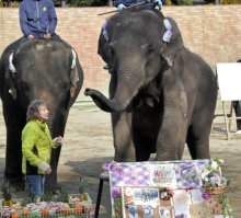 【動画あり】アジアゾウ「ら夢」７歳に　４姉妹の末っ子　市原ぞうの国で誕生日会　特製ケーキでお祝い
