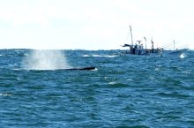銚子沿岸にクジラ連日　潮吹く姿、陸上から肉眼で観察