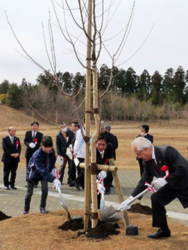 地元小中学生も参加して行われた鎌足桜の植樹式＝１７日、木更津市かずさ鎌足のかずさ１号公園