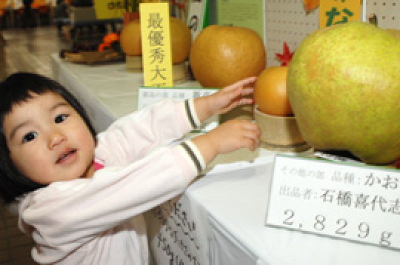 船橋市で収穫された歴代新記録の巨大梨、２８２９グラムの「かおり」（生産者石橋さん）に驚く２歳女児。奥には１６７０グラムで両部門を制覇した「新高」も＝船橋市役所