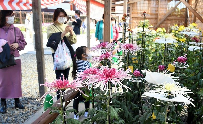 大輪を咲かせた菊を眺める成田山の参拝客＝成田市
