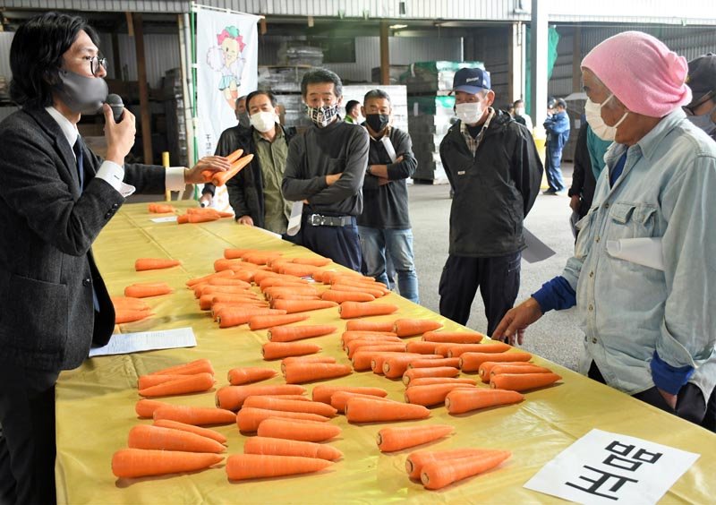 富里特産ニンジン、出荷始まる　ＪＡ、規格査定会