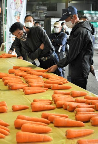 ニンジンの出荷本格化を前に査定会で統一規格を確認する生産者ら＝富里市