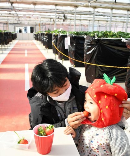 滑走路をイメージした通路があるビニールハウスで、収穫したイチゴを頬張る男の子＝成田市のＪＡＬアグリポート農園
