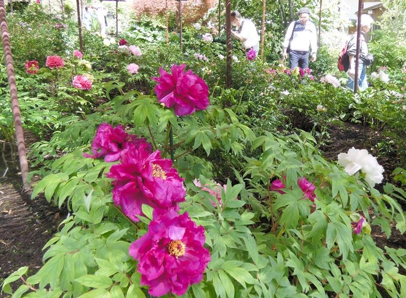 ２５０種大輪華やかに　中咲き満開、にぎわう園内　茂原牡丹園