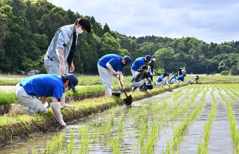 わなを水田に設置する多古高校の生徒ら＝多古町