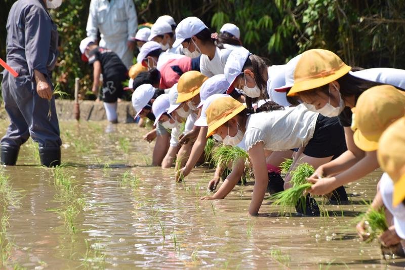 横一列になって苗を植える嶺南小児童＝１９日、南房総市
