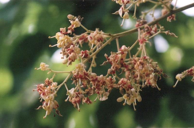 アオギリの花＝２００８年７月２０日、千葉市（初芝清氏撮影）
