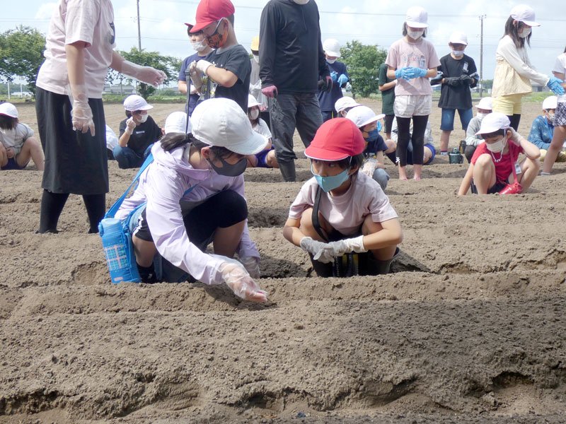 落花生の種まきを行う子どもたち＝白子町
