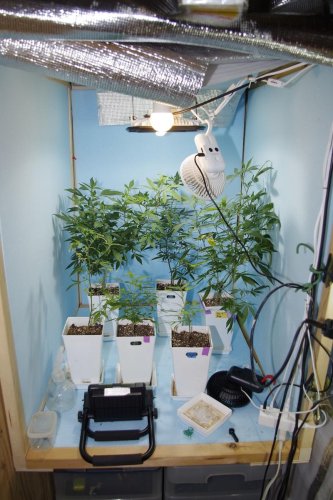 栽培されていた大麻草（千葉県警提供）
