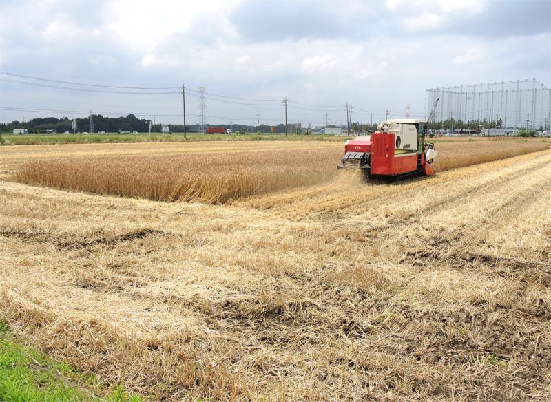 一面黄金色の小麦畑で刈り取りが始まった＝１０日正午ごろ、野田市目吹