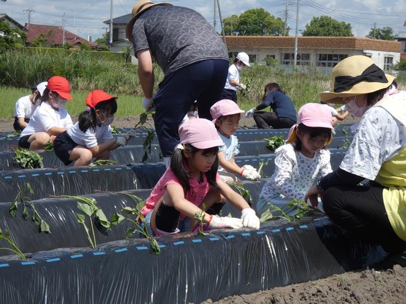 サツマイモの苗を植える子どもたち＝長生村
