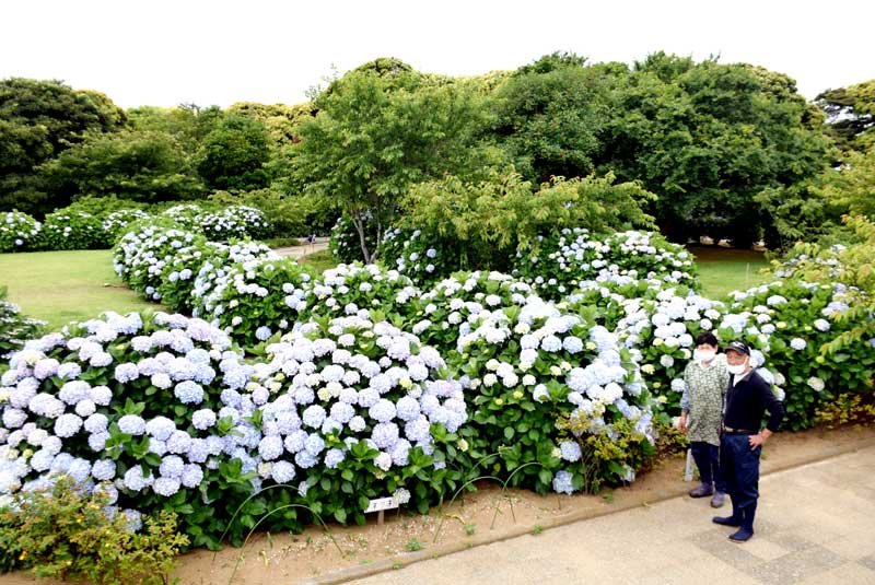 見頃を迎えたふれあい広場のアジサイ＝銚子市
