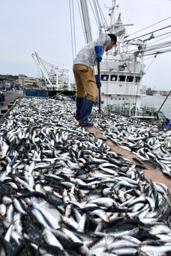 「入梅イワシ」水揚げ　銚子漁港に活気　一年で最もおいしい時季
