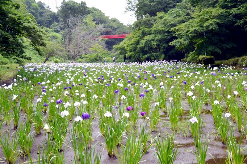 梅雨空に優美な立ち姿　ハナショウブ６０００株　千葉市泉自然公園