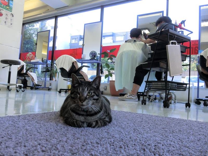 保護された「猫スタッフ」が整髪中の客に癒やしを与えている美容室ＪＡＭ＝市川市