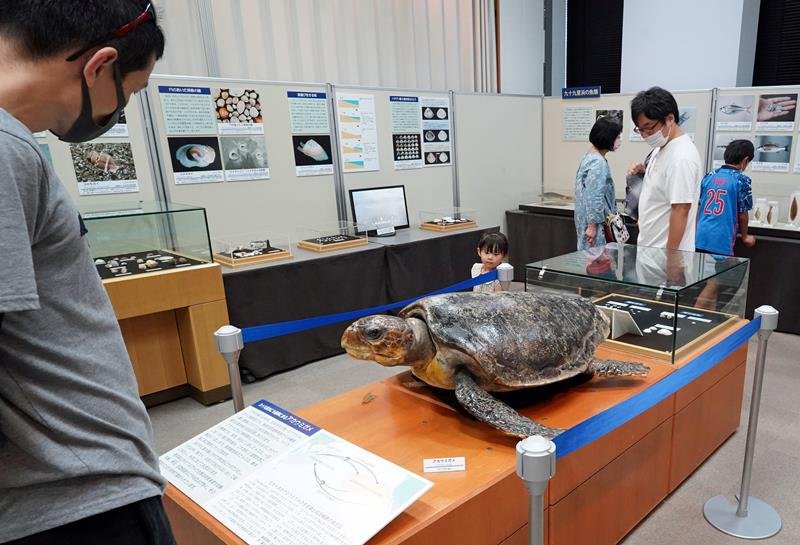 「九十九里浜の海の生きもの」展示会場＝勝浦市
