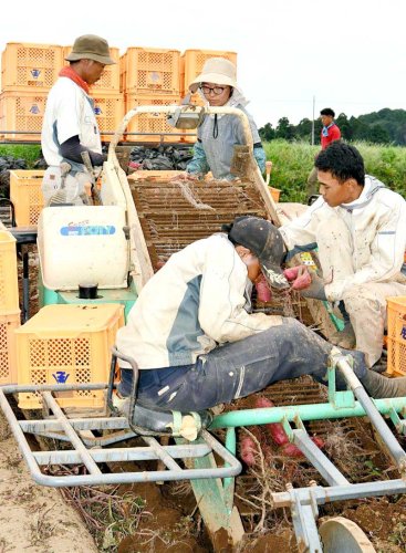 サツマイモの収穫作業を行う岡田さん（右奥）＝香取市