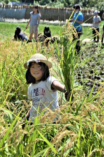 自分で刈り取った稲穂を手に笑顔を見せる小学生＝１０日、習志野市
