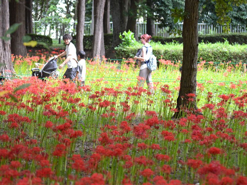 ヒガンバナ見頃、残暑に癒やし　ステージ演奏や出店も　八千代・村上緑地公園