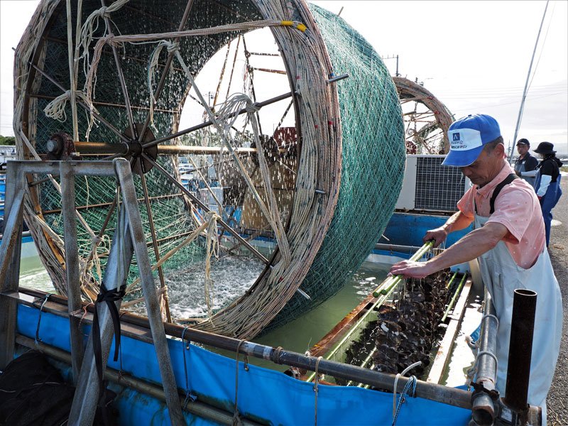 江戸前ノリ、種付け始まる　名産地・富津　水車回し「伝統守る」