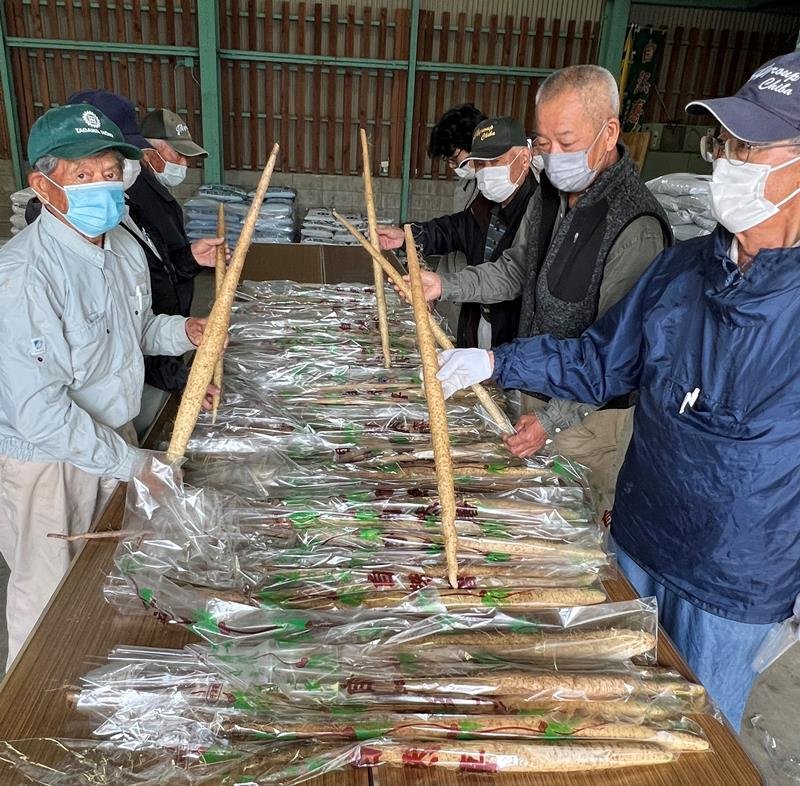 収穫した自然薯をチェックする組合員＝２８日、ＪＡ市原市の農産物集出荷場
