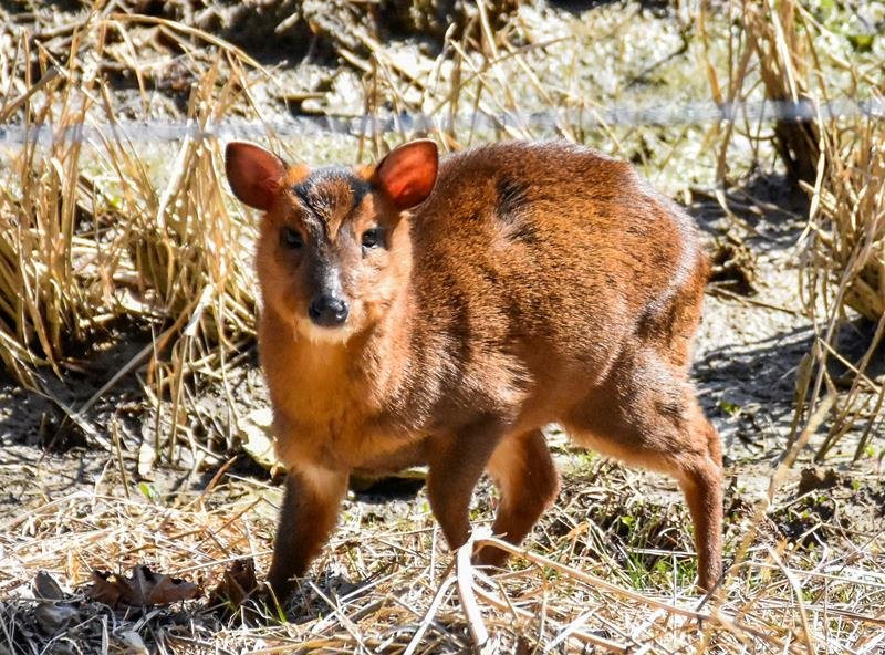 県南部で急速に繁殖しているキョン
