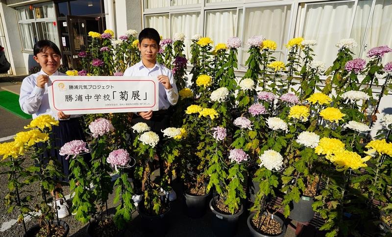 中学３年生が育て市役所などで展示される大菊＝勝浦中
