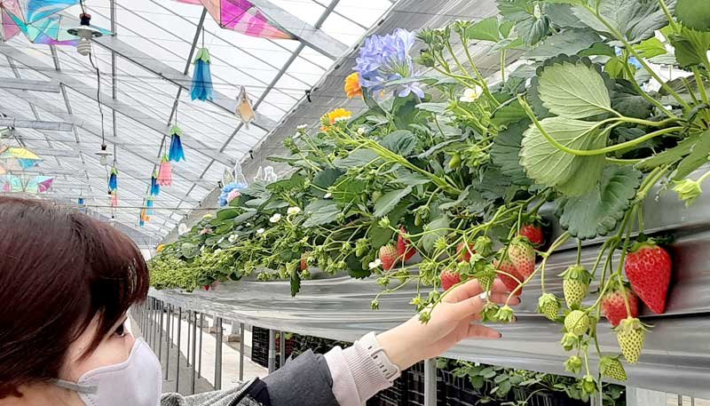 ２年目を迎えた京成バラ園のイチゴ狩り＝八千代市