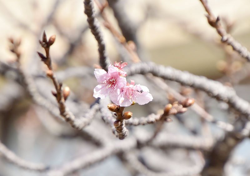 「頼朝桜」早くも開花　鋸南に春到来、４月まで“桜のリレー“