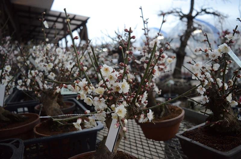 道の駅「みのりの郷東金」店頭に並ぶ梅の盆栽＝東金市