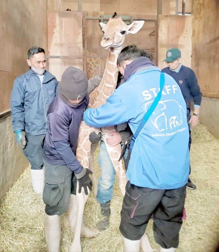 キリンの赤ちゃん誕生　節分生まれ「節子（せつこ）」　市原ぞうの国　千葉