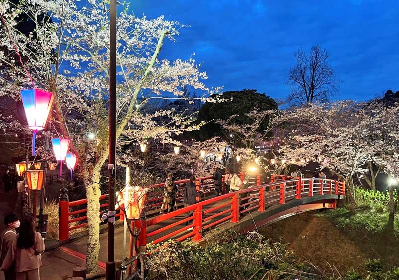 見頃を迎えた小見川城山公園の桜＝２７日夜、香取市
