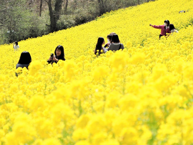 山の斜面を鮮やかに彩るマザー牧場の菜の花＝１６日、富津市