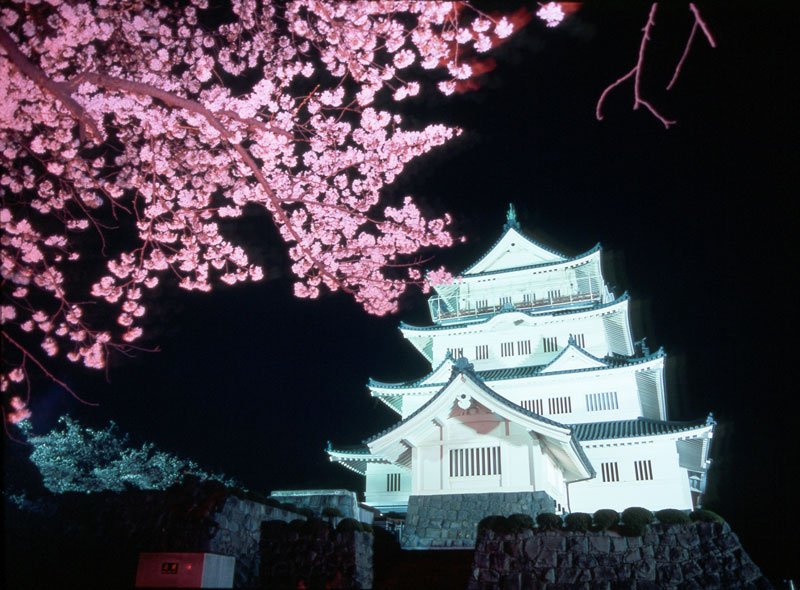 祭りの期間中は千葉城と桜をライトアップする（千葉市観光協会提供）
