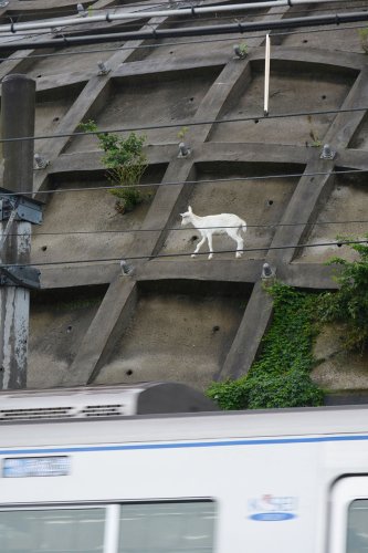 【速報】崖の上のポニョが出産　双子のママに　佐倉草ぶえの丘、急斜面に居着いたヤギ　名前募集中