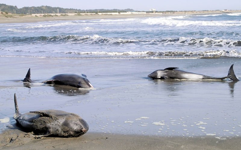 【速報】イルカ１１頭また漂着　いすみから一宮の海岸　７頭死ぬ