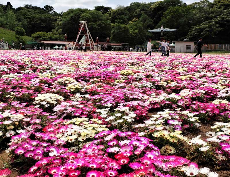 ＧＷ初日、千葉県内各地でにぎわい　ドイツ村、開場前からゲートに車　成田山参道、インバウンド目立つ　大山千枚田、家族で田植えに汗　観光需要回復に期待