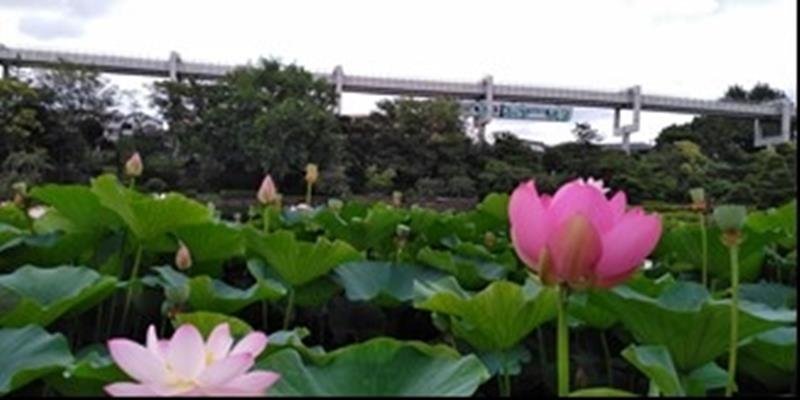 大賀ハスと千葉都市モノレール
