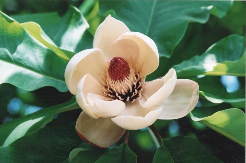ホオノキの花＝２００７年５月２１日、千葉市（初芝清氏撮影）
