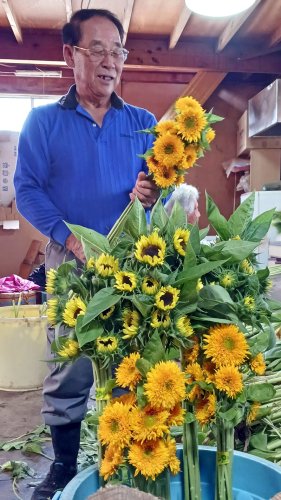 市場でも人気の高いブランドヒマワリ「西岬のひまわり」。「父の日」を前に、出荷ピークを迎えている＝１３日、館山市