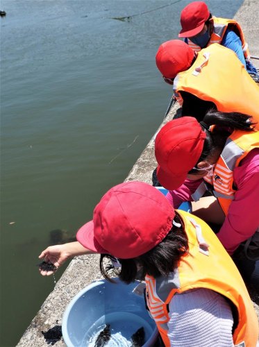 ヒラメの稚魚を１匹１匹手に取り、海に放流する児童＝１６日、富津市

