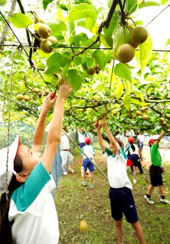学校の木になった梨の実の摘果を行う児童たち＝いすみ市立古沢小
