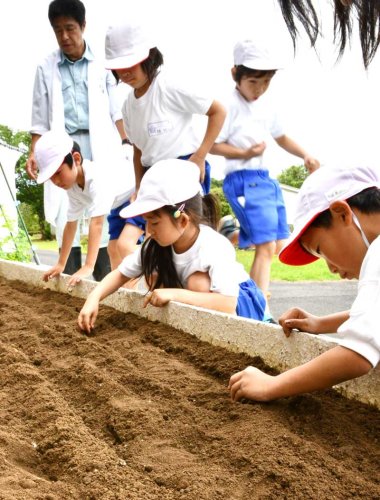 落花生の種を植える児童＝２２日、神崎町立米沢小学校