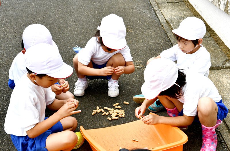 収穫の秋まで心待ち　神崎・米沢小　落花生栽培体験　大きく育て「食べるの楽しみ」
